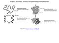 Protein Structure: Primary, secondary, tertiary and quaternary