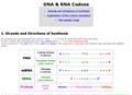 DNA & RNA Codons